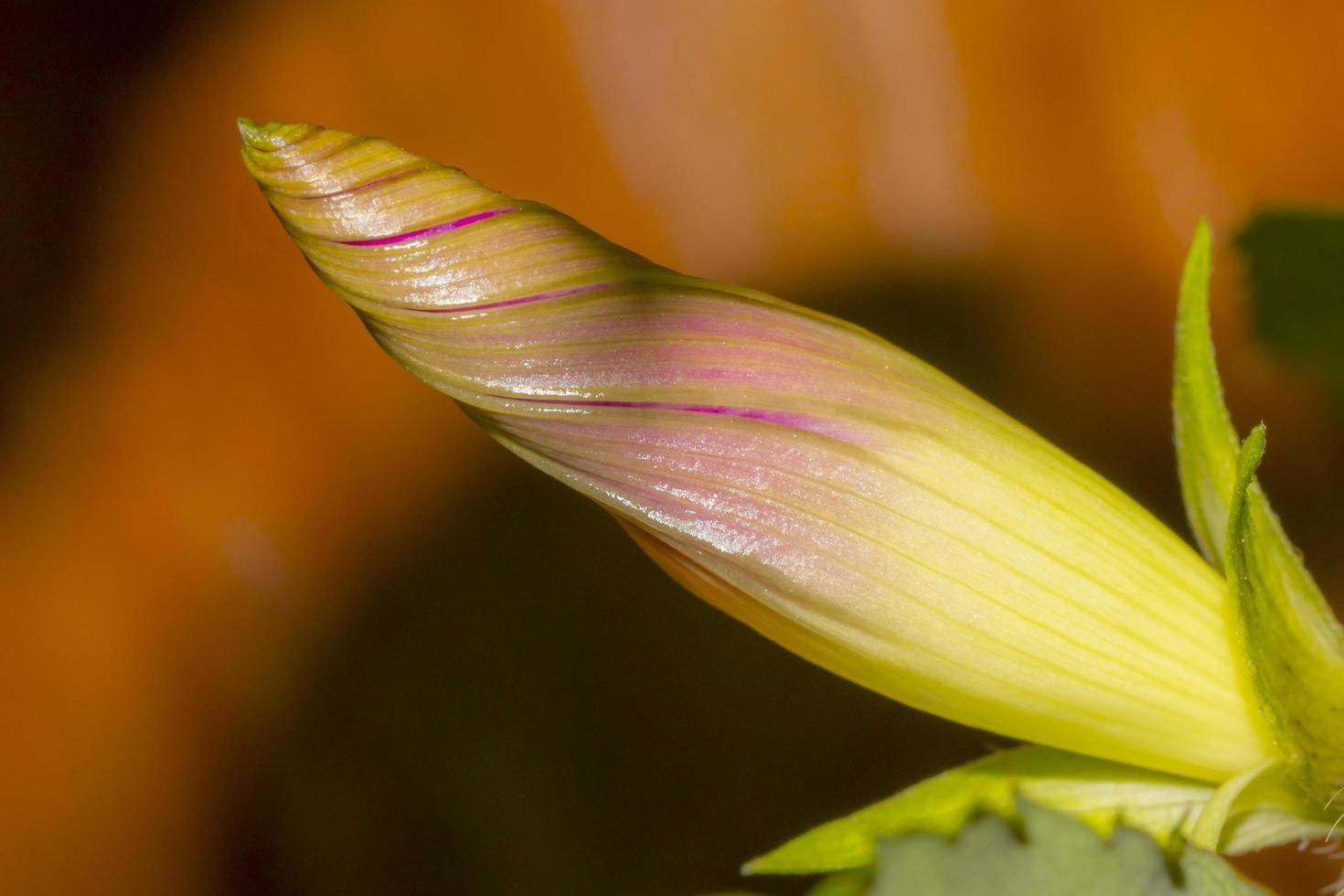 Purple morning glory bud photo