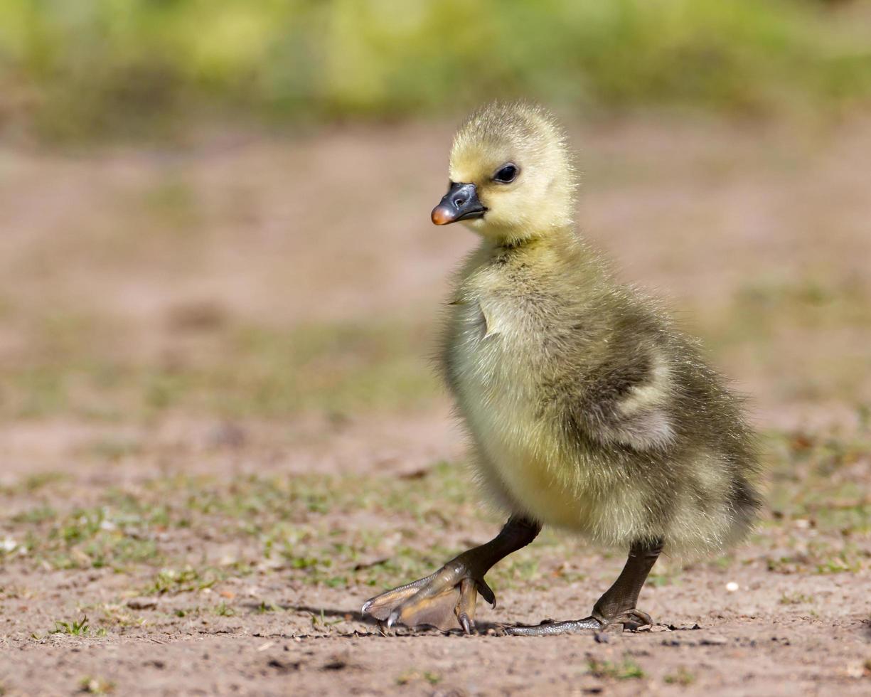 Greylag gosling walking photo