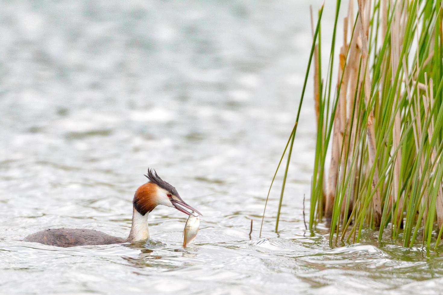 Grebe con cresta atrapa comida para el rebaño foto