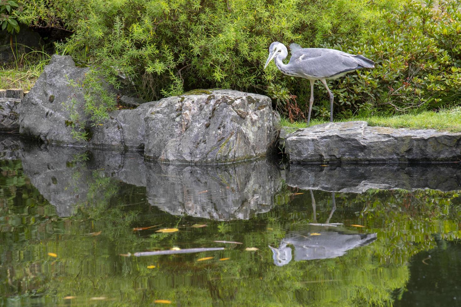 Garza reflejo de agua foto