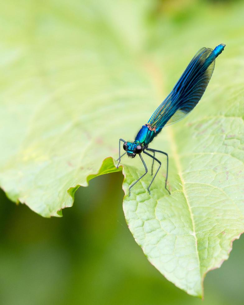 Blue male Banded Demoiselle photo