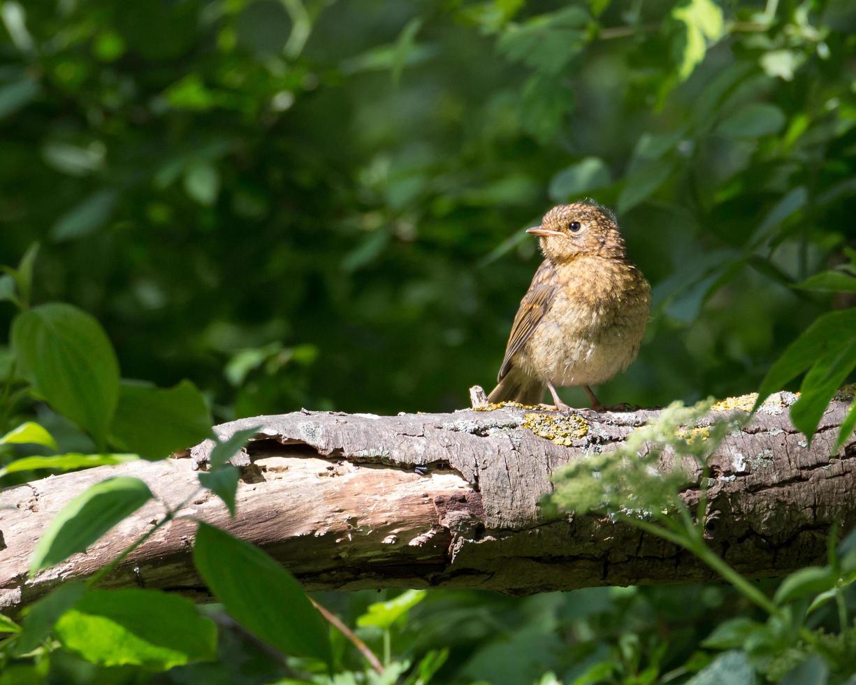 Juvenile robin on a branch photo