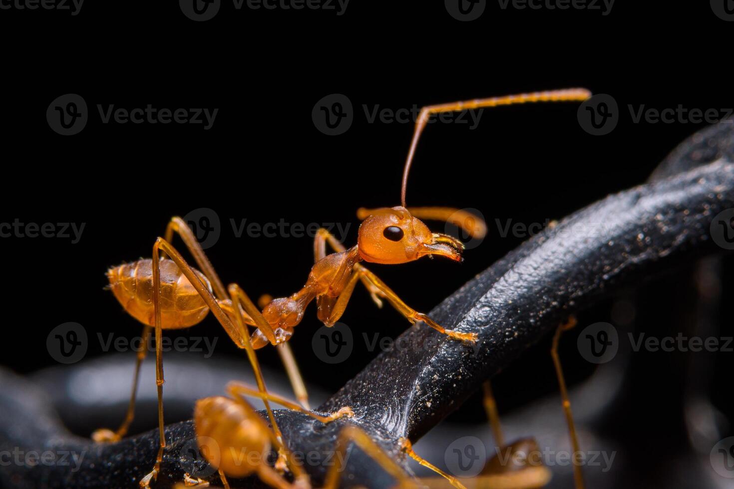 Macro red ant photo