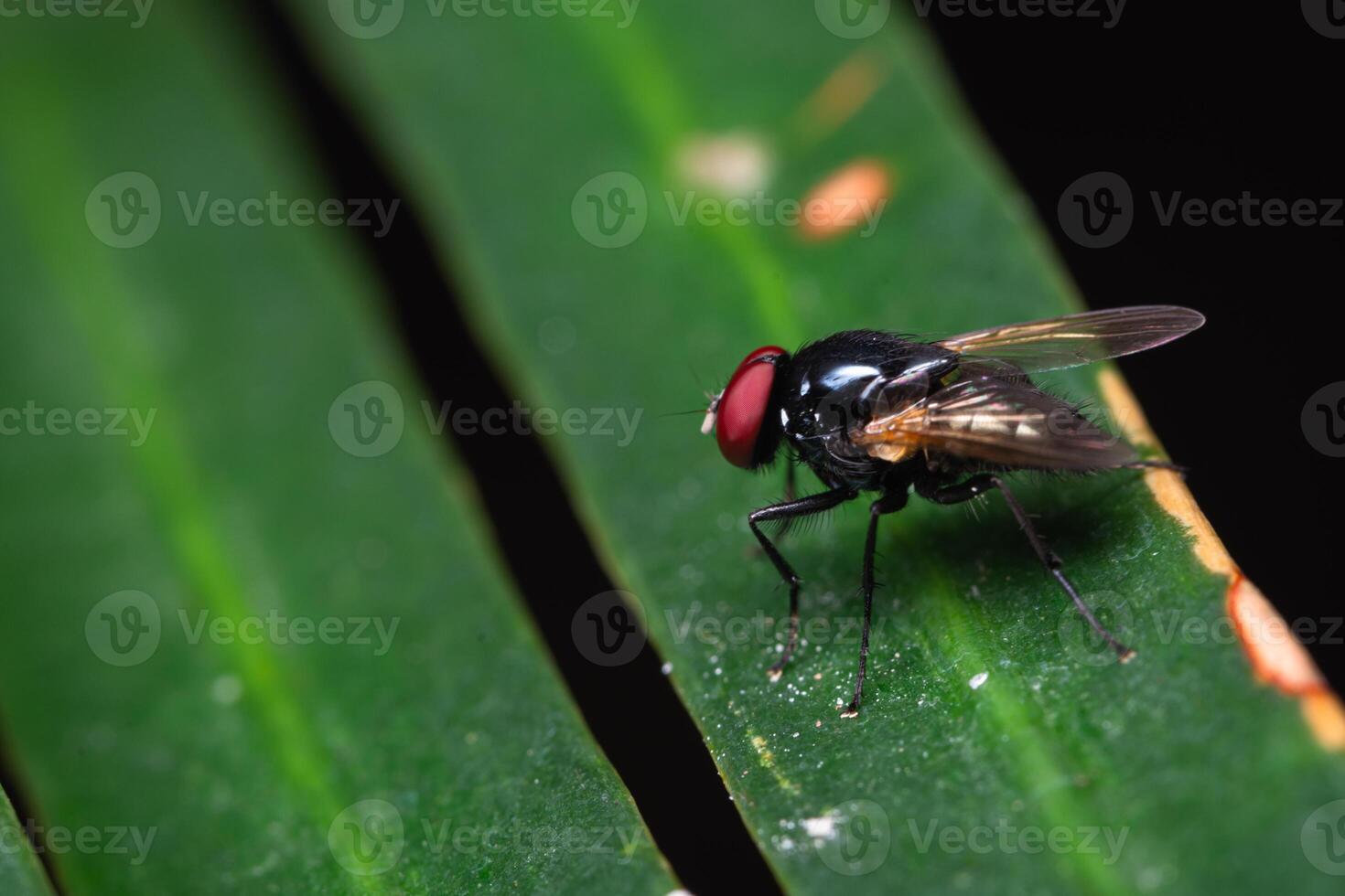 Macro view of fly on leaf photo
