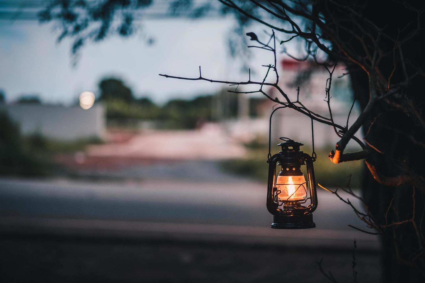 Vintage lantern on a tree photo