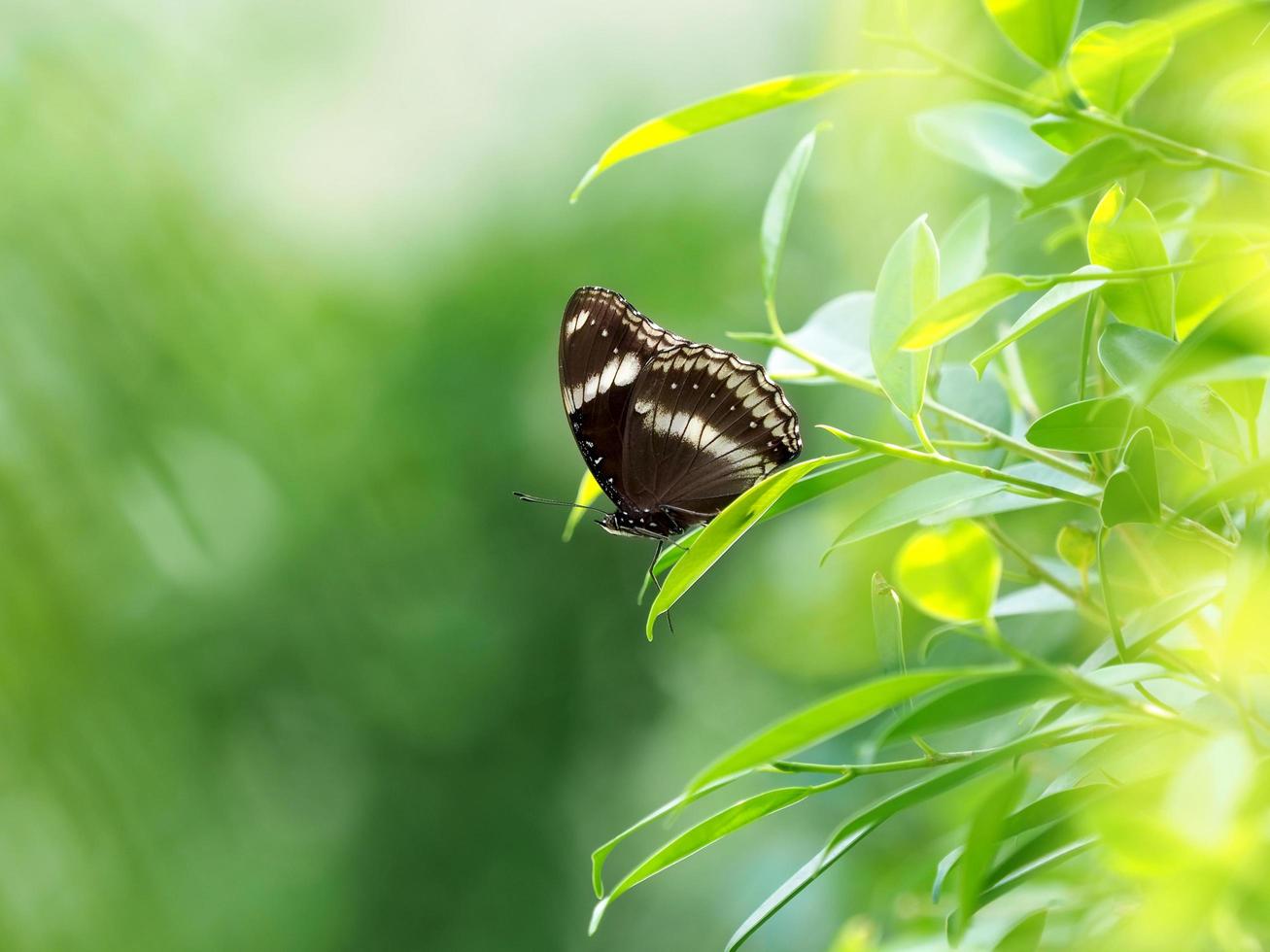 Black butterfly in garden photo