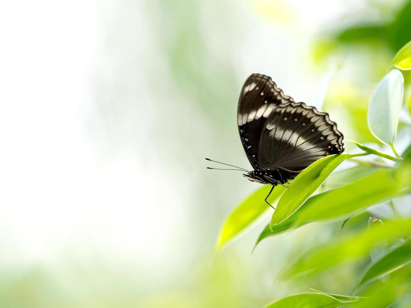 Black butterfly on green leaf  photo