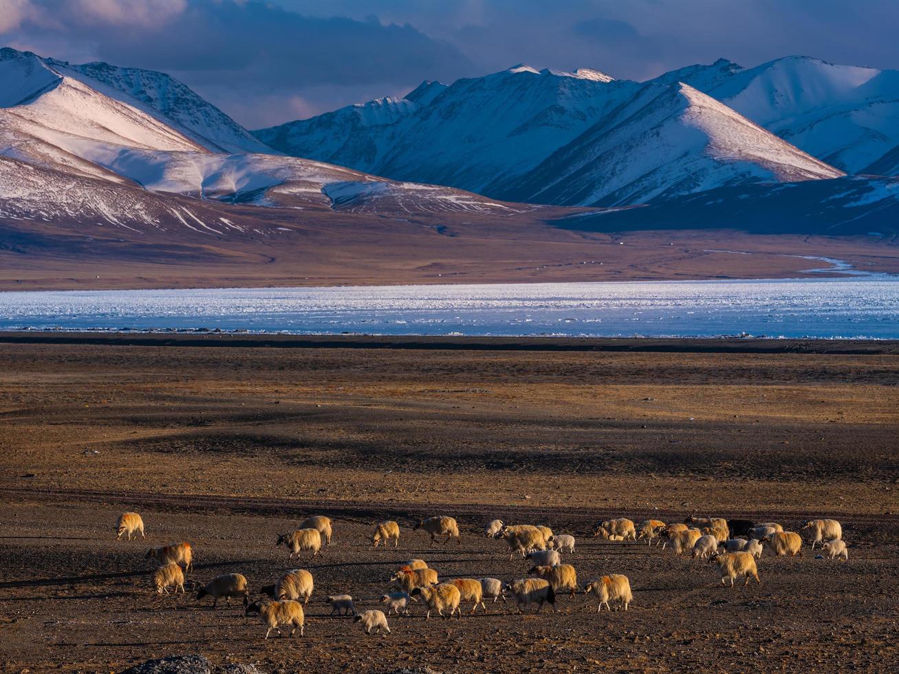 Sheep in field with mountains in background  photo