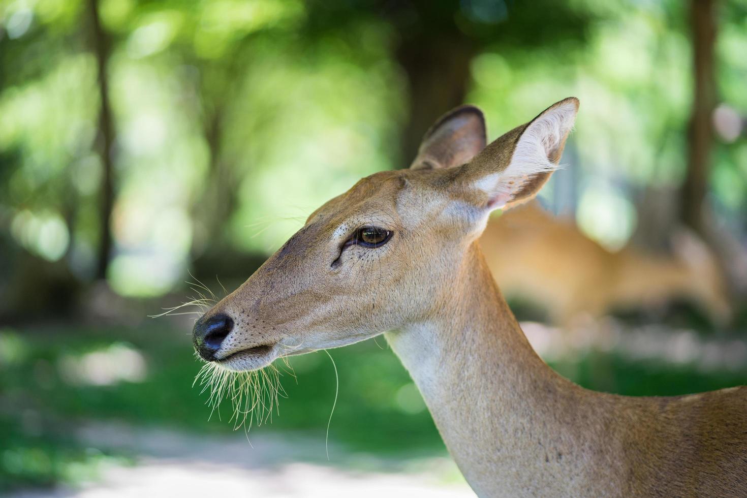 Close up of antelope  photo