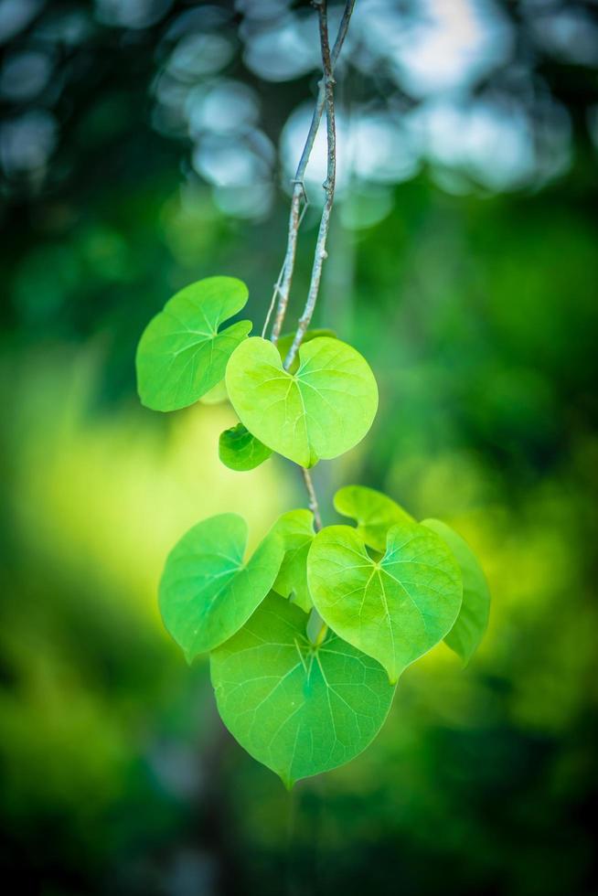 Green leaves and bokeh background on sunny day photo