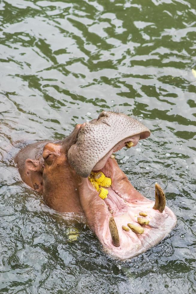 hipopótamo recibe comida foto