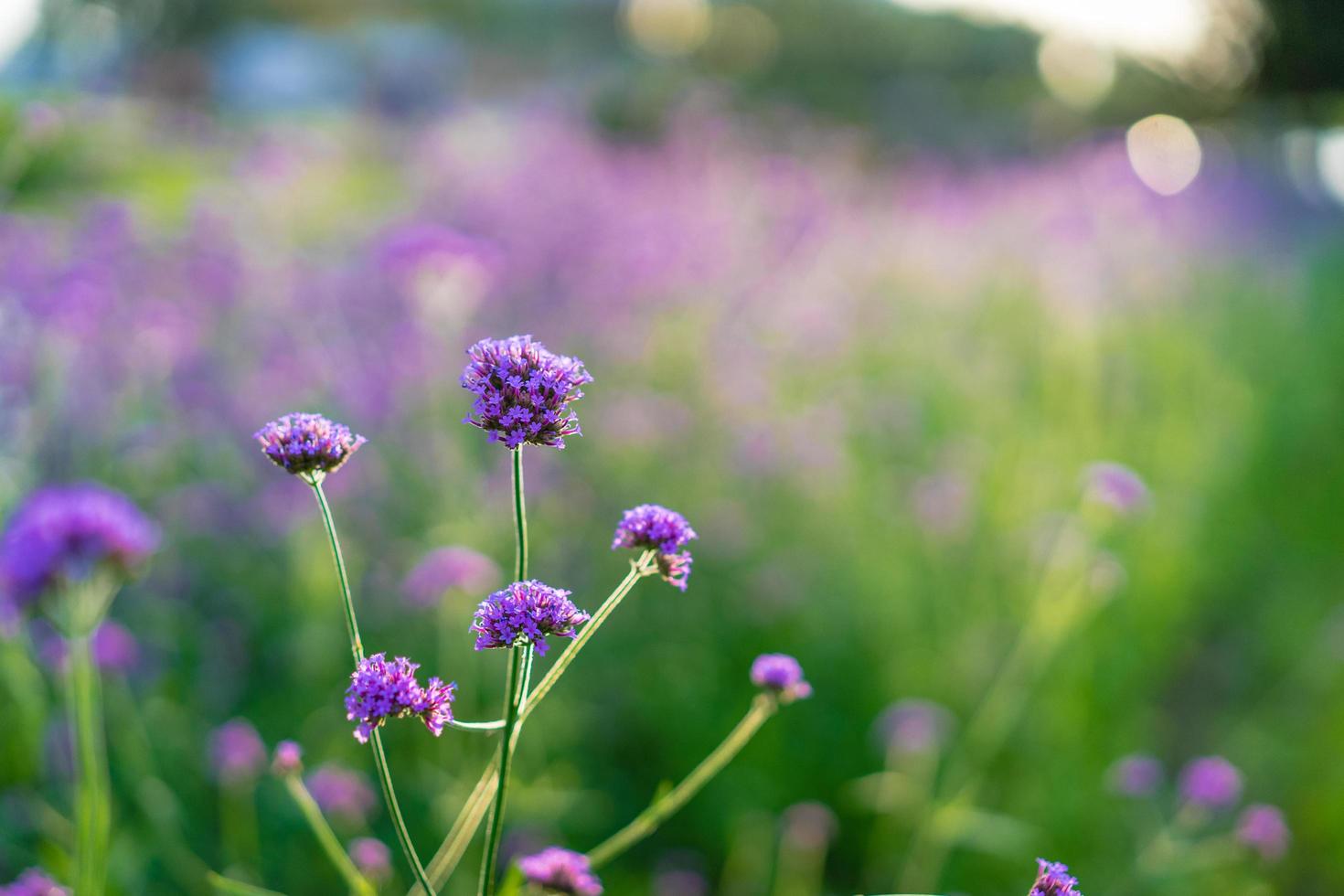 Verbena flowers in spring garden photo
