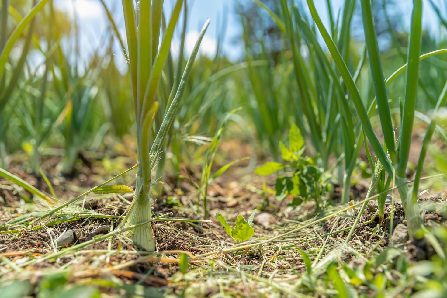 cebollas orgánicas en una granja libre de pesticidas foto