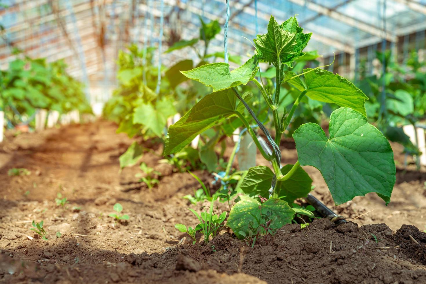 Cucumbers growing in a large greenhouse photo