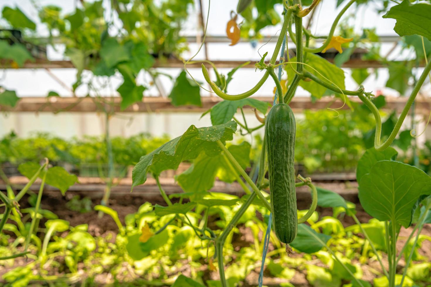 Cucumber growing in a greenhouse photo