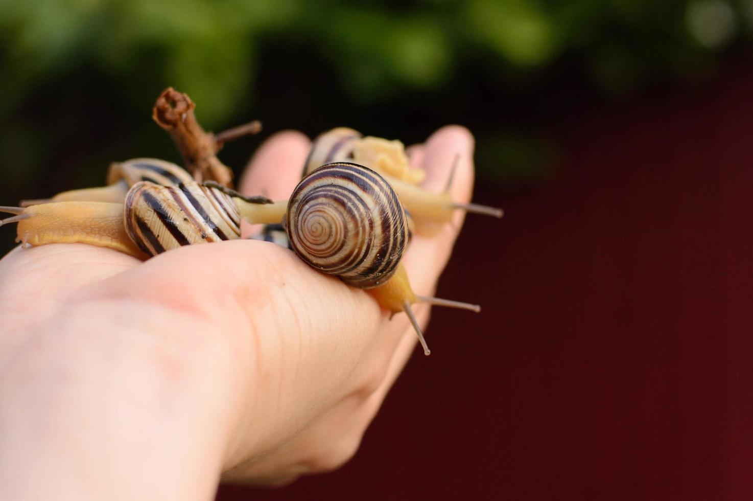 Group of snails on hand photo