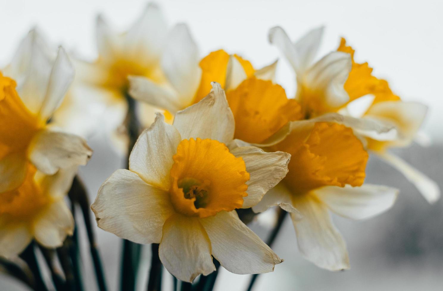 ramo de narcisos de primavera foto