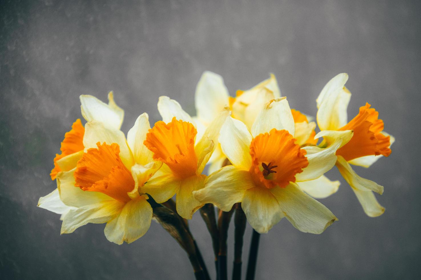 Narciso flores en un florero foto