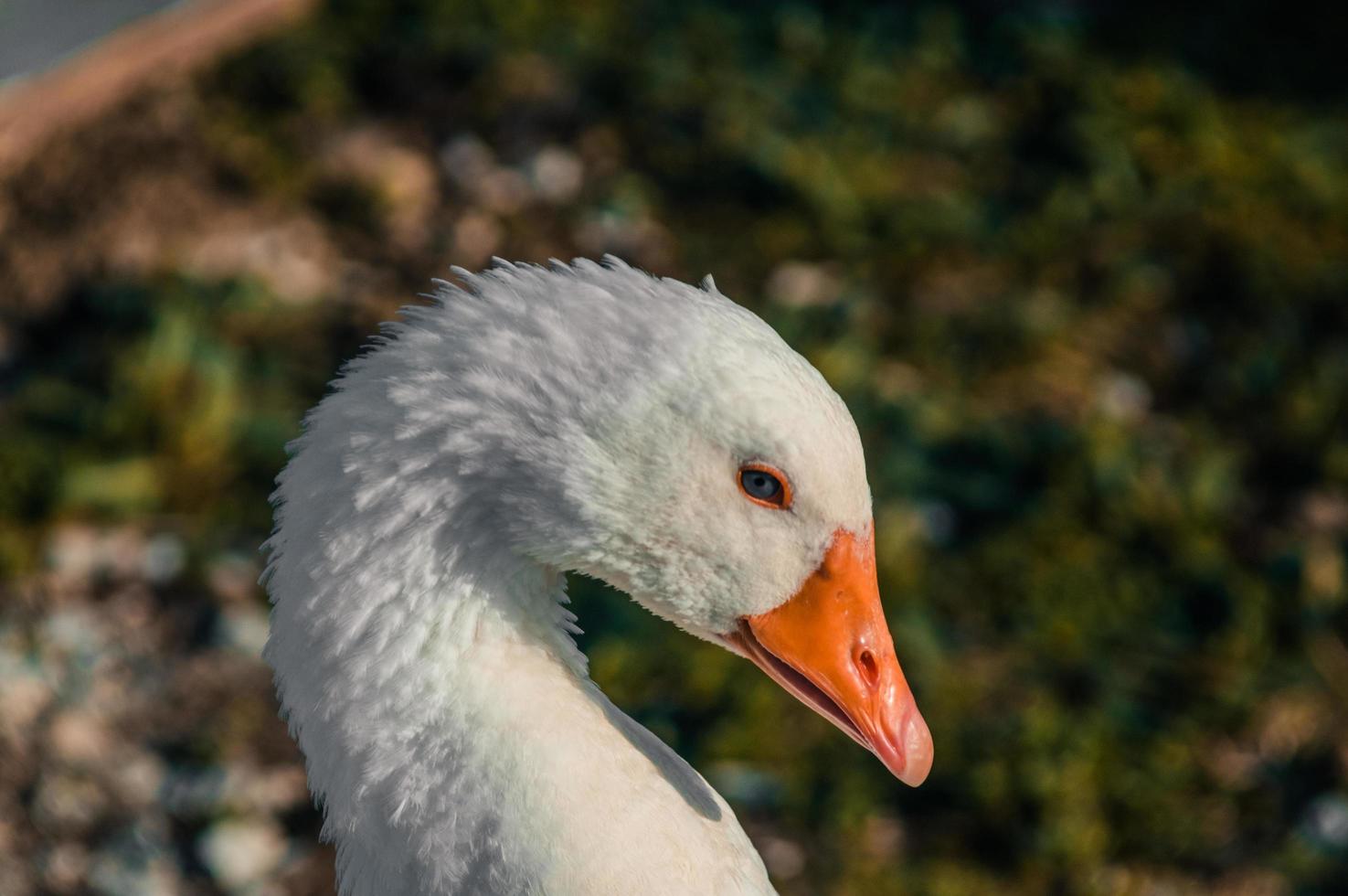 Close up of white goose photo