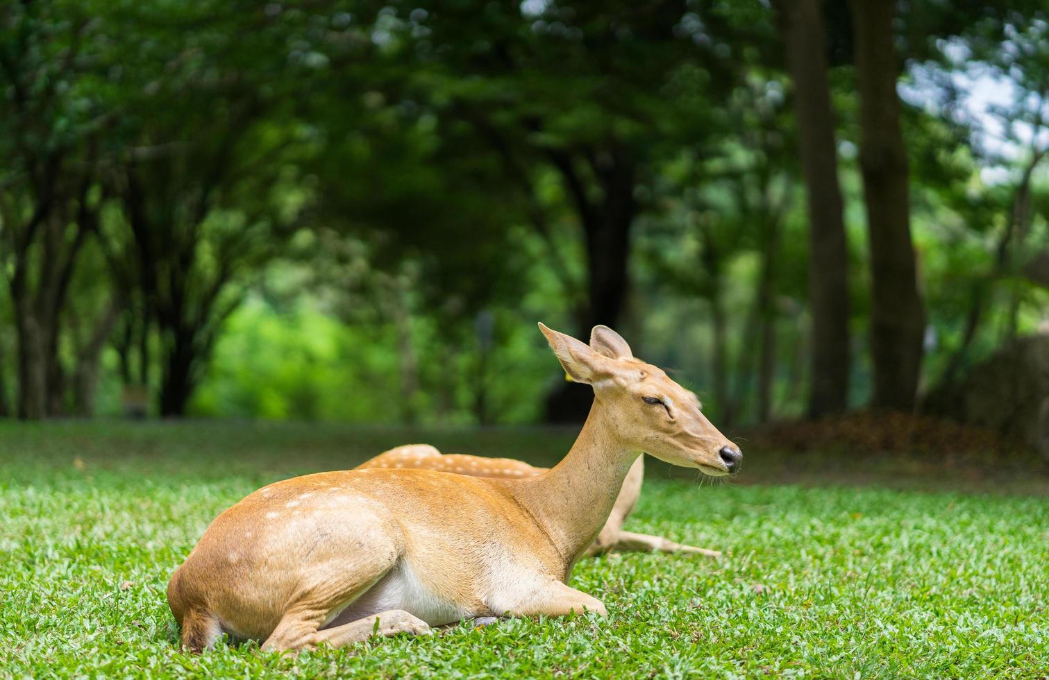 Antelope laying in nature photo