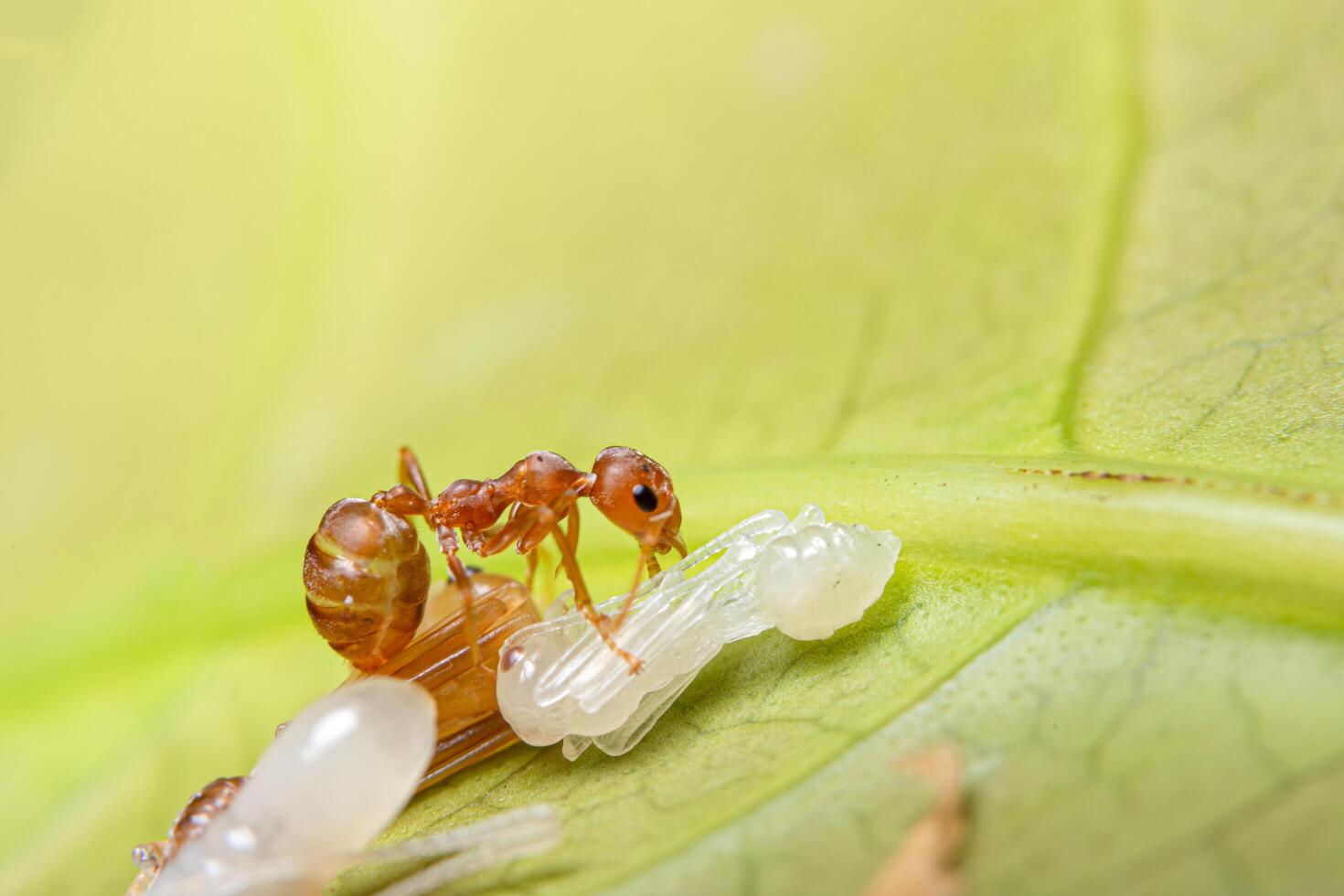 Macro red ant on larvae photo