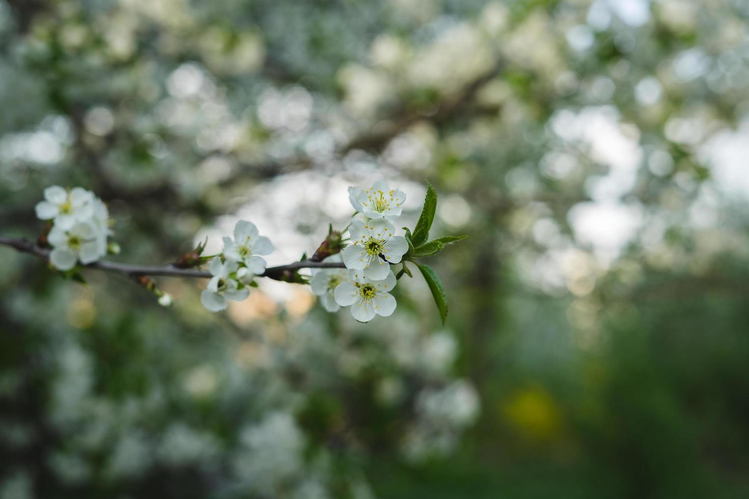 flores blancas de primavera foto