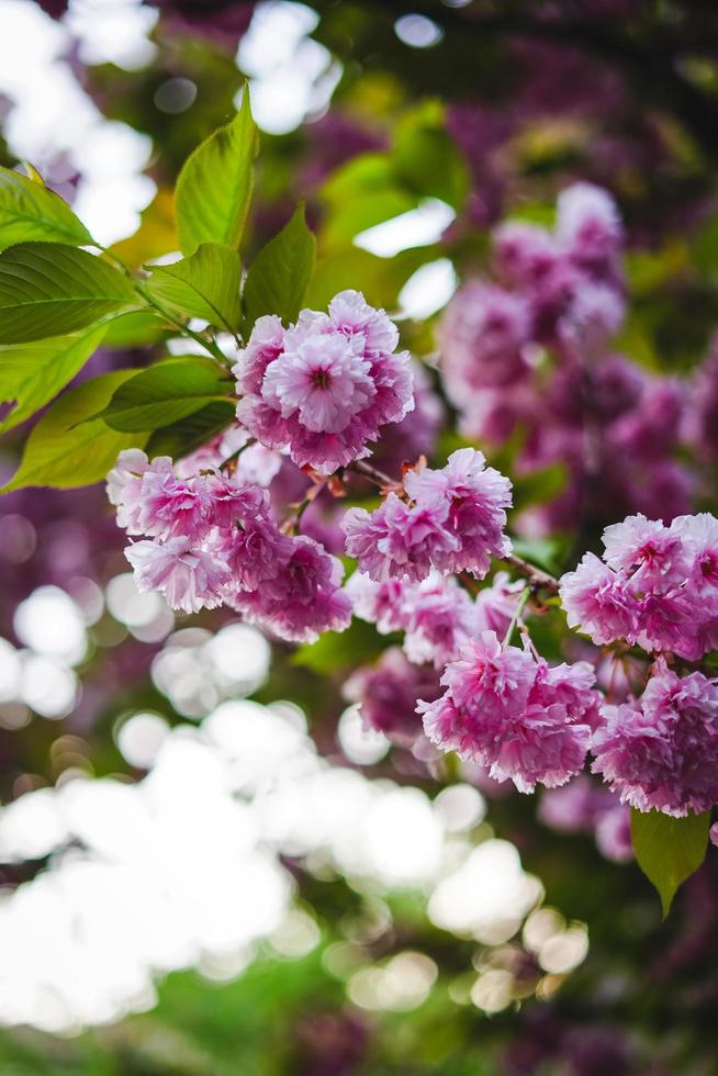 flor de primavera del árbol de sakura foto