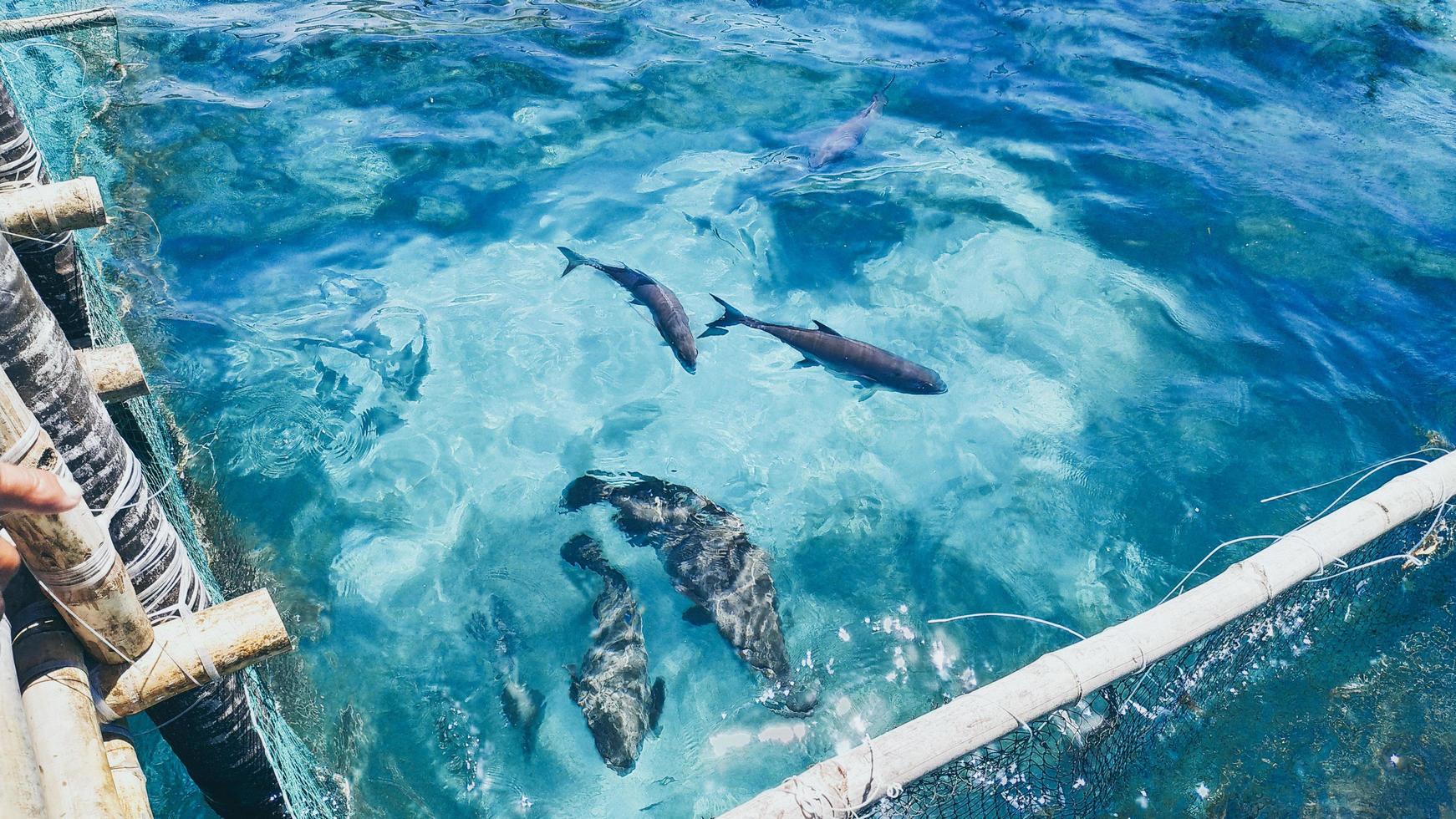 Group of fish in a fish pen photo