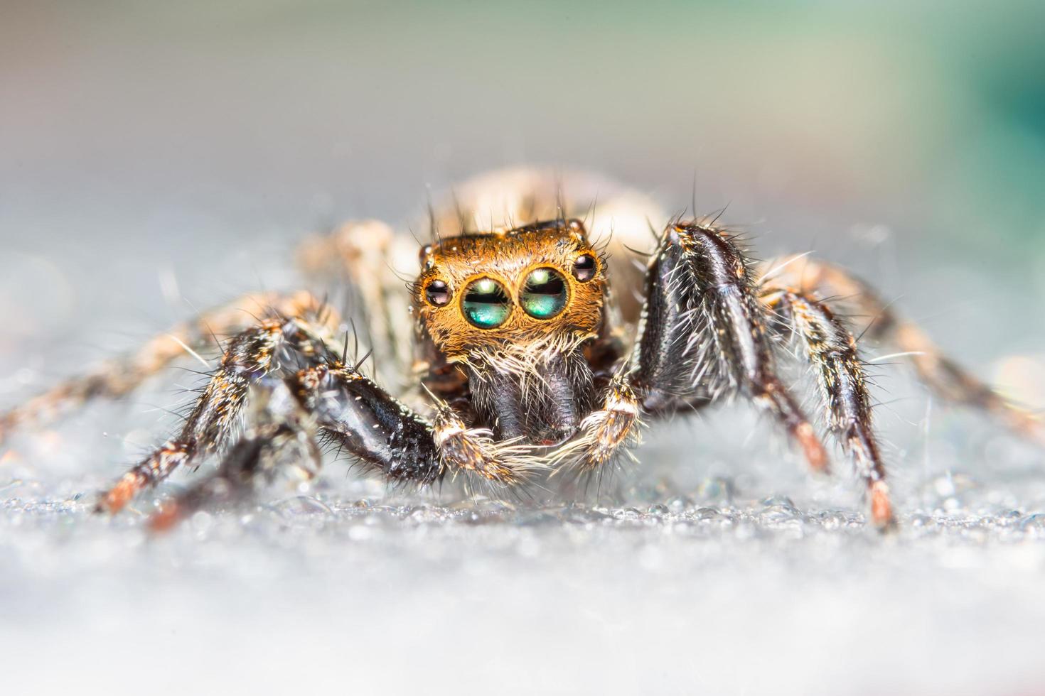 Macro brown spider in nature photo