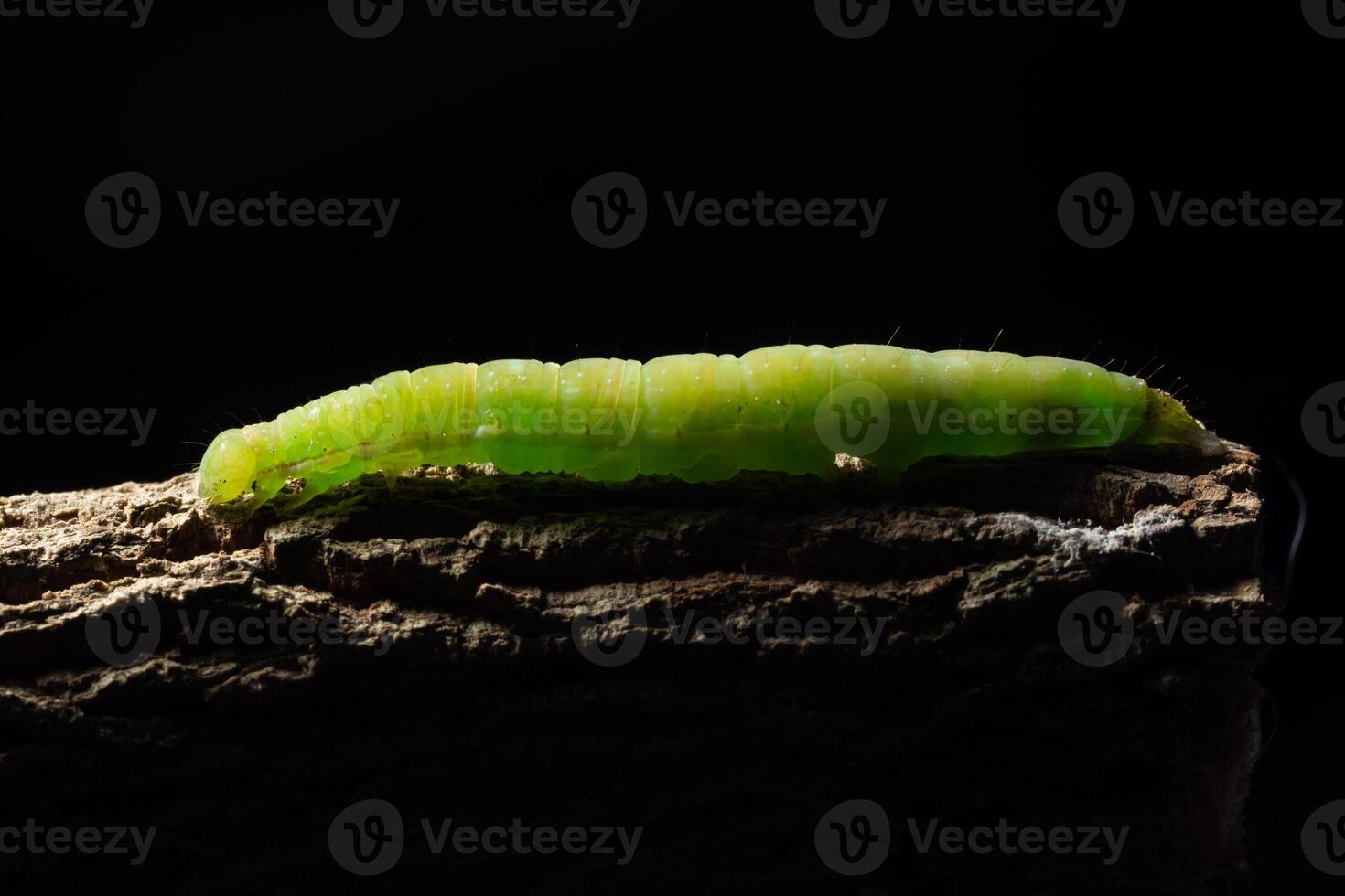 Green worm on a branch photo