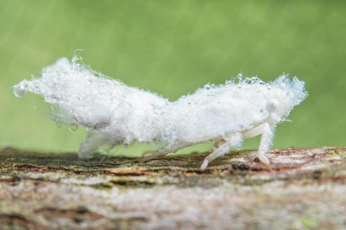 Durian psyllid on wood photo