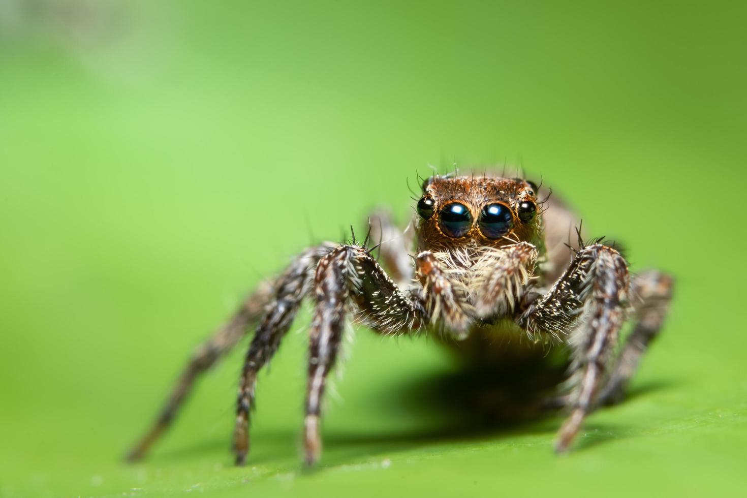 Macro spider on bright green leaf photo