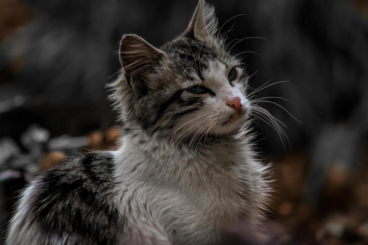 Domestic outdoor cat outside in Autumn scenery photo