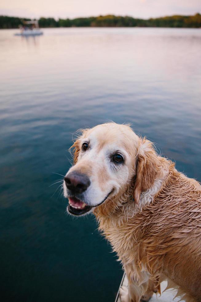 Golden retriever on lake photo