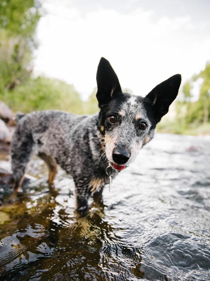 perro en un río en colorado foto