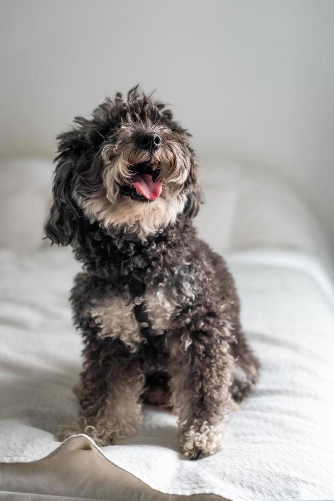 un caniche miniatura sentado en una cama foto