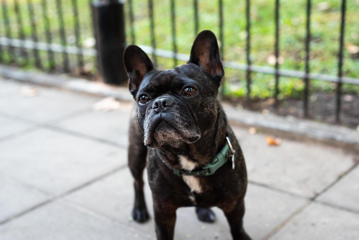 Portrait of a French bulldog  photo