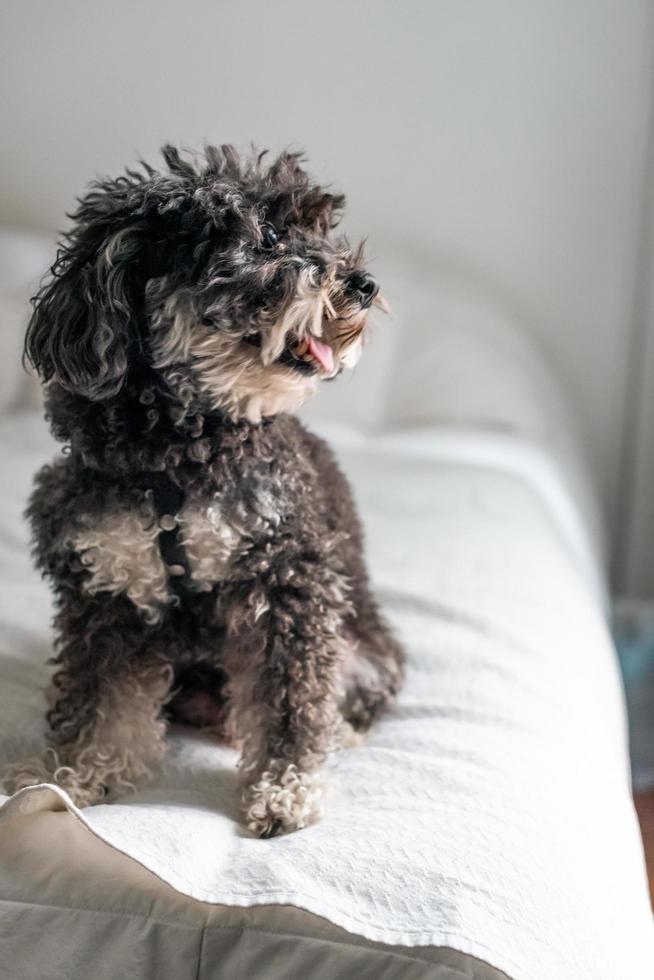 Miniature poodle sitting on a bed photo