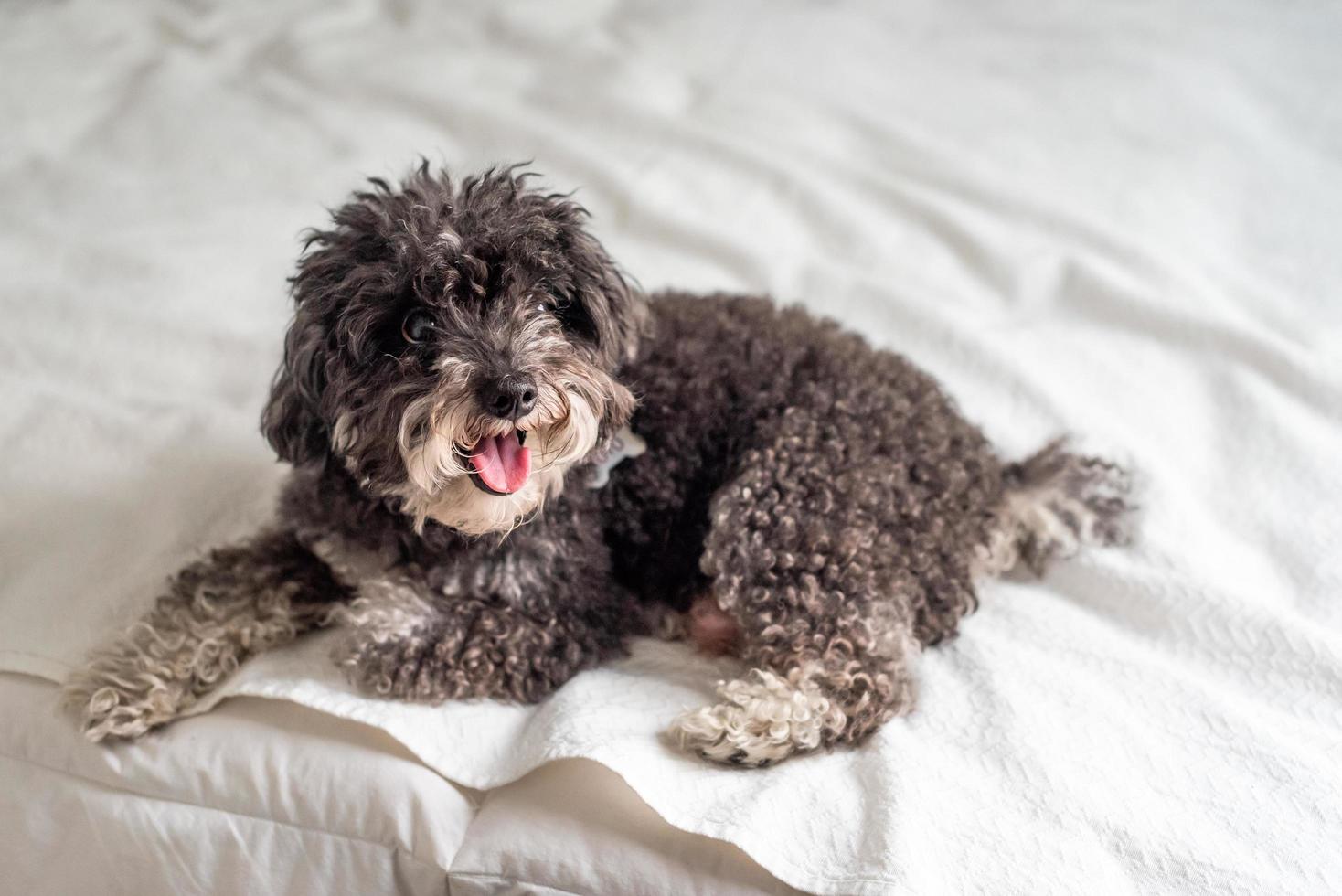 Happy poodle laying on a bed photo