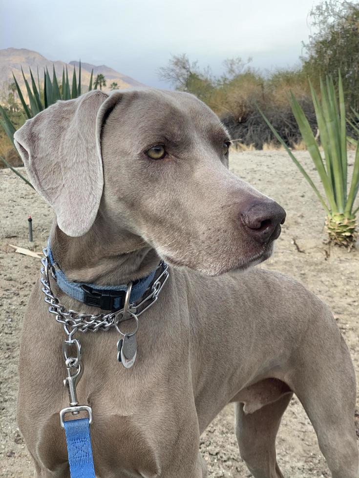 Weimaraner standing with a leash on in a park photo