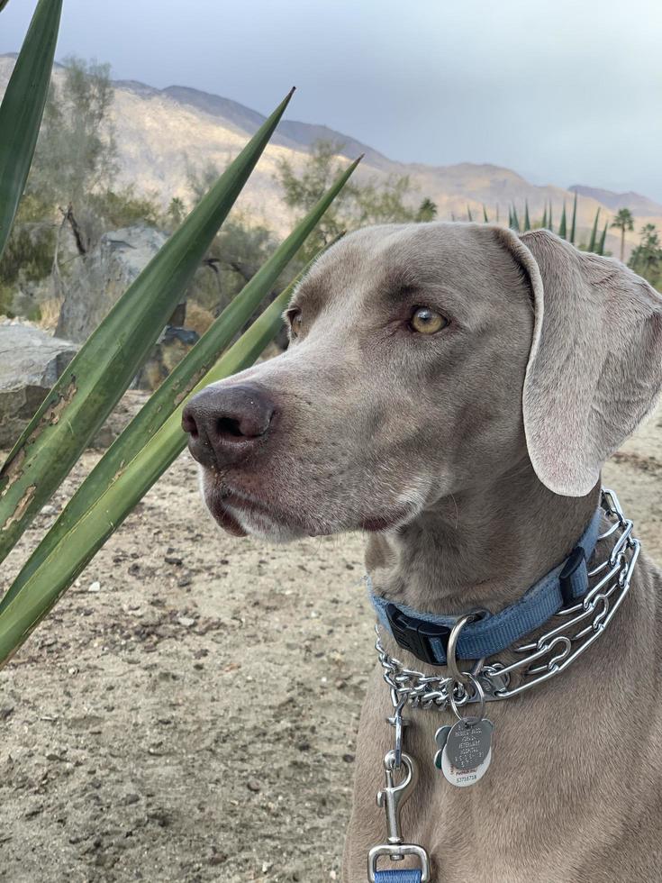 Weimaraner sitting down with a leash on  photo