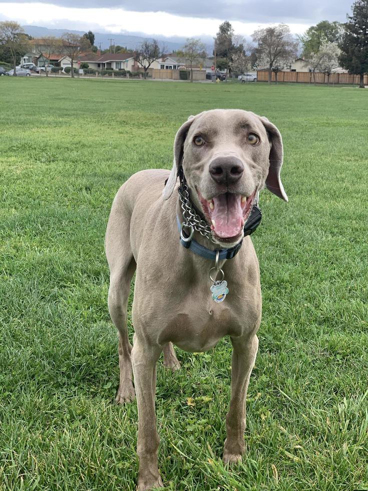 Weimaraner playing  in the grass photo