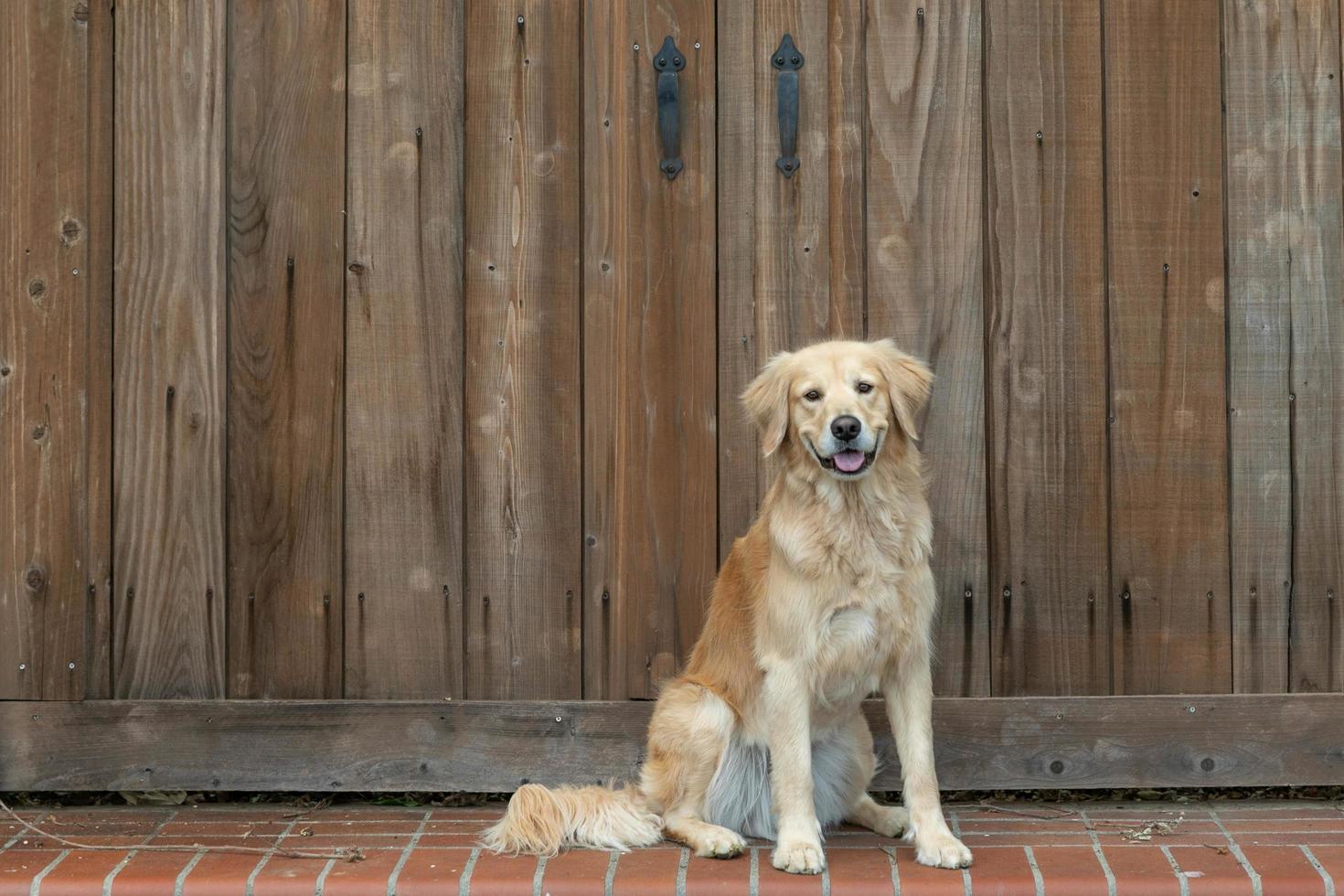 Golden Retriever sitting on a step outside photo