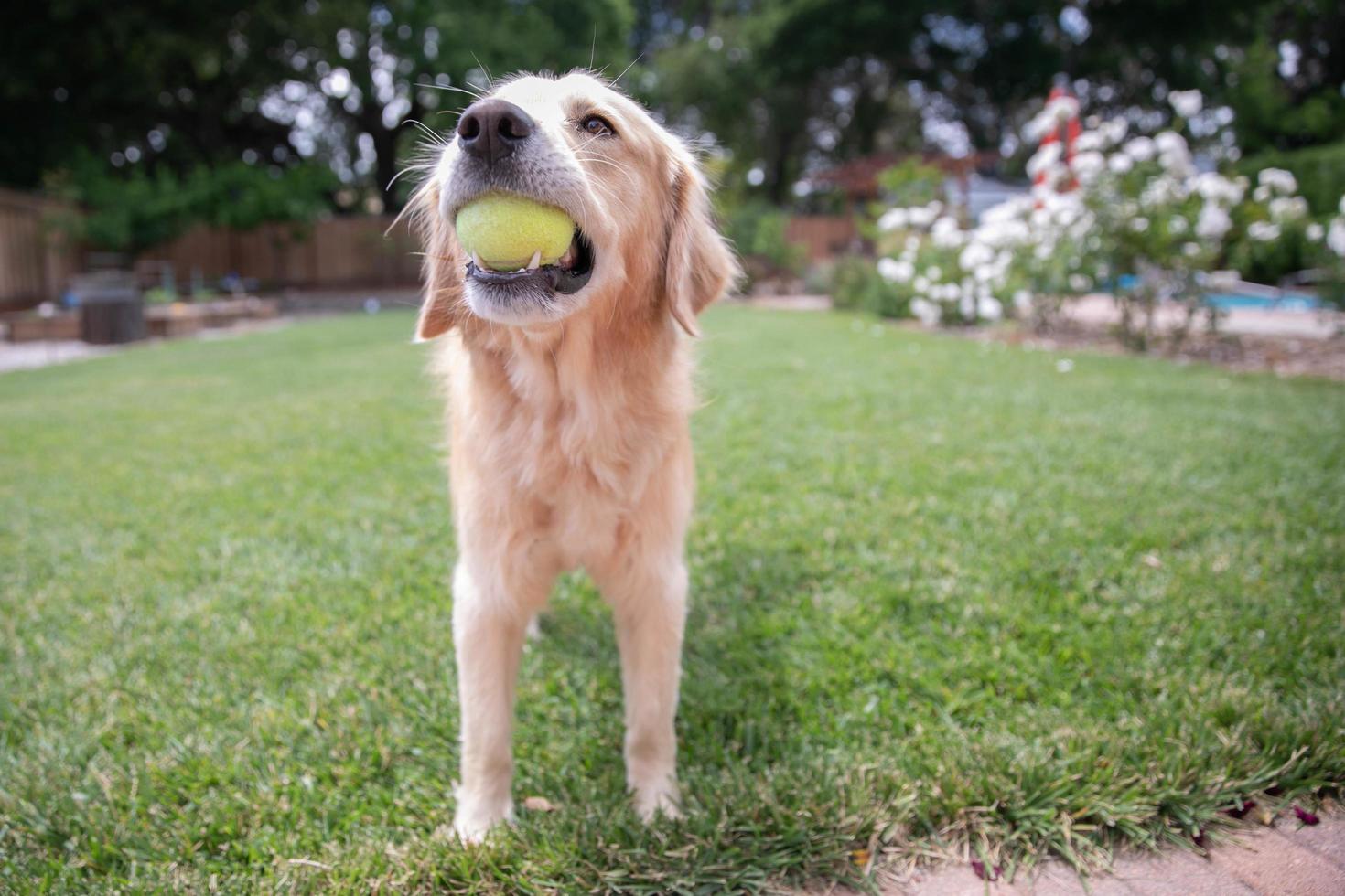 A Golden Retriever playing with a tennis ball outside photo