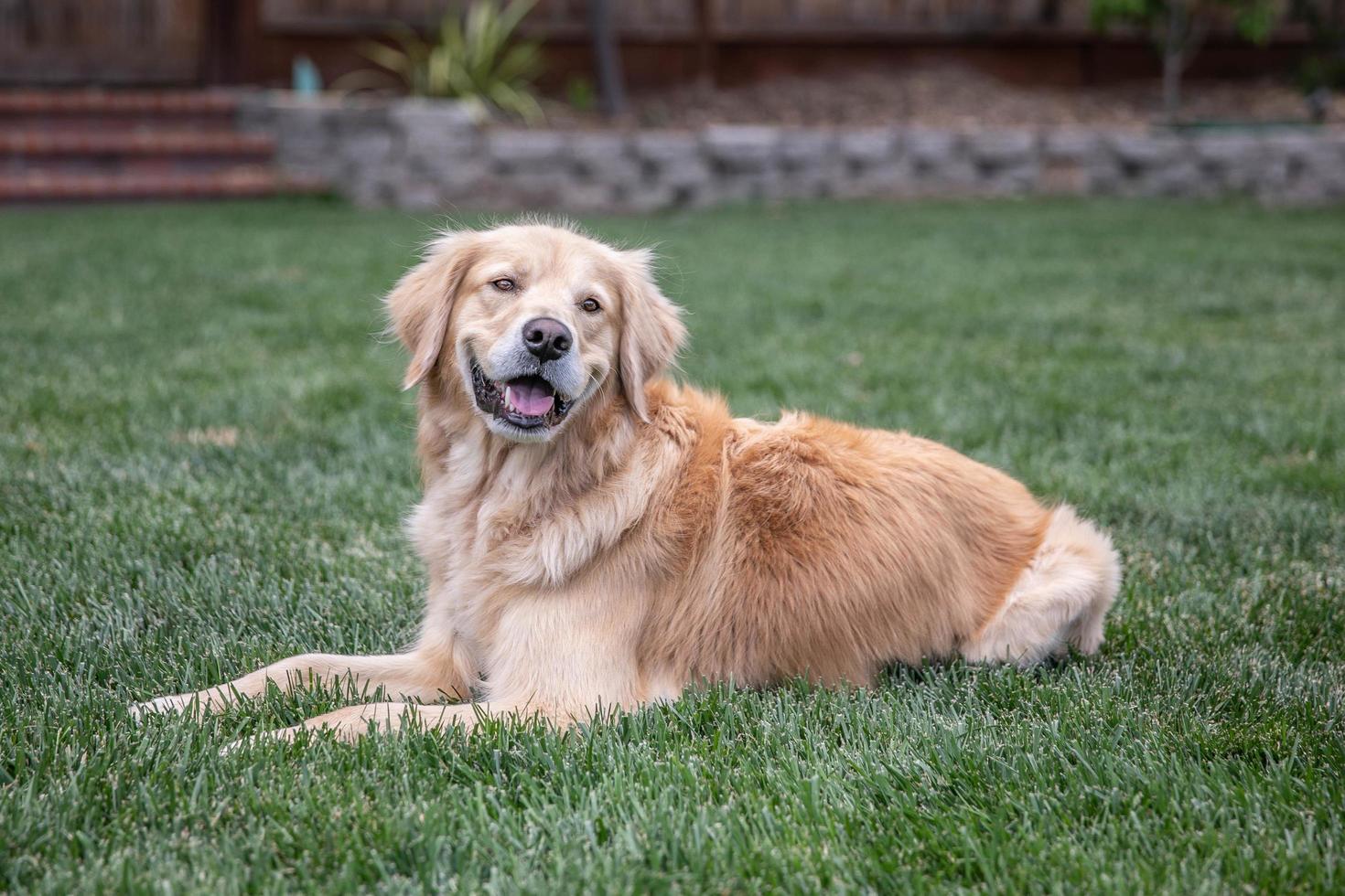 Obedient Golden Retriever sitting on the grass outside  photo