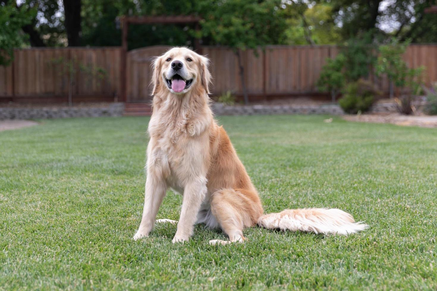 Golden Retriever sitting on the lawn outside photo