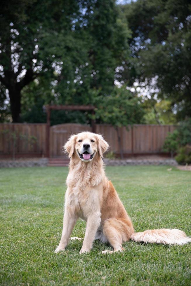 Golden retriever sentado en el césped afuera foto