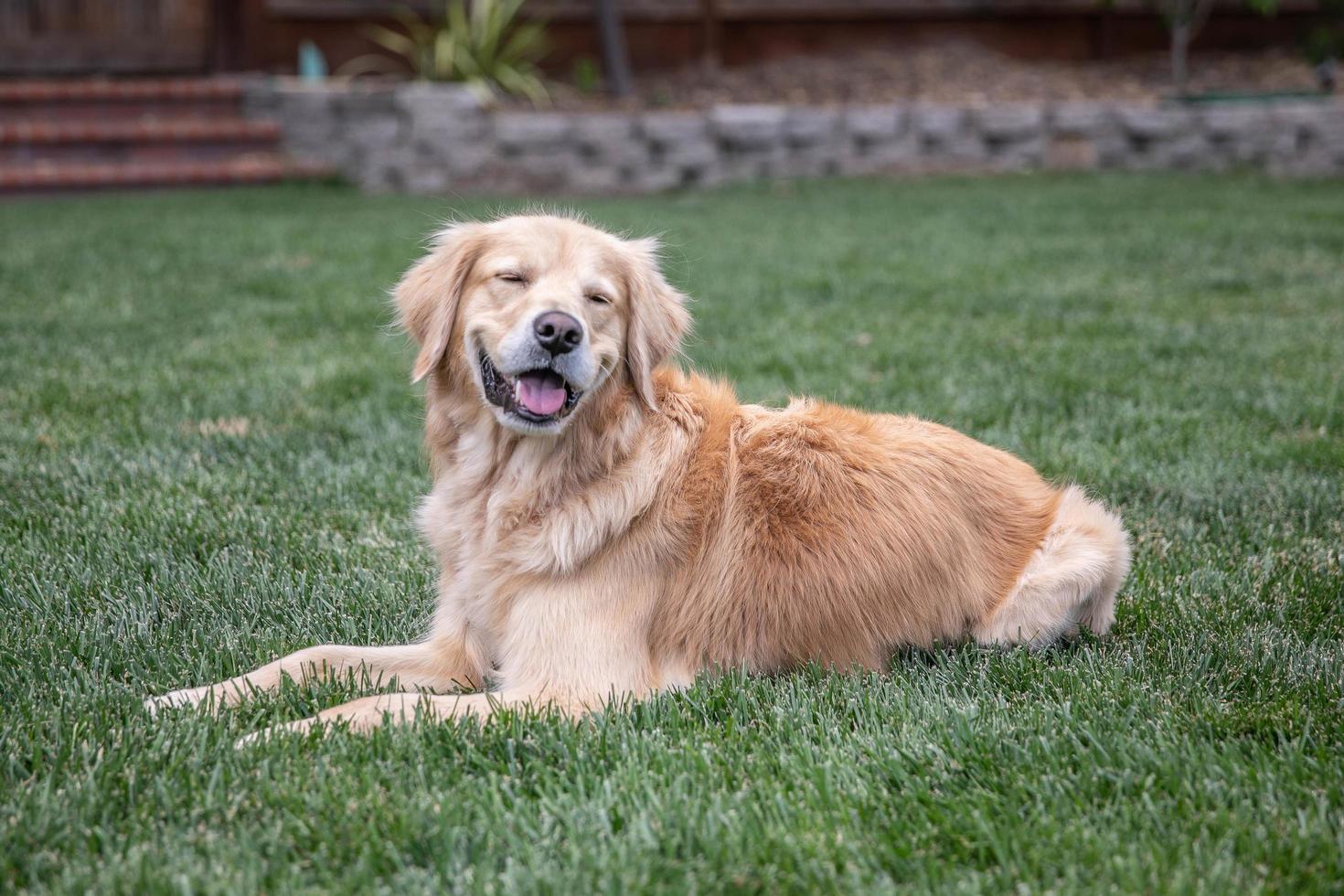 Golden Retriever sitting on the grass in a yard photo