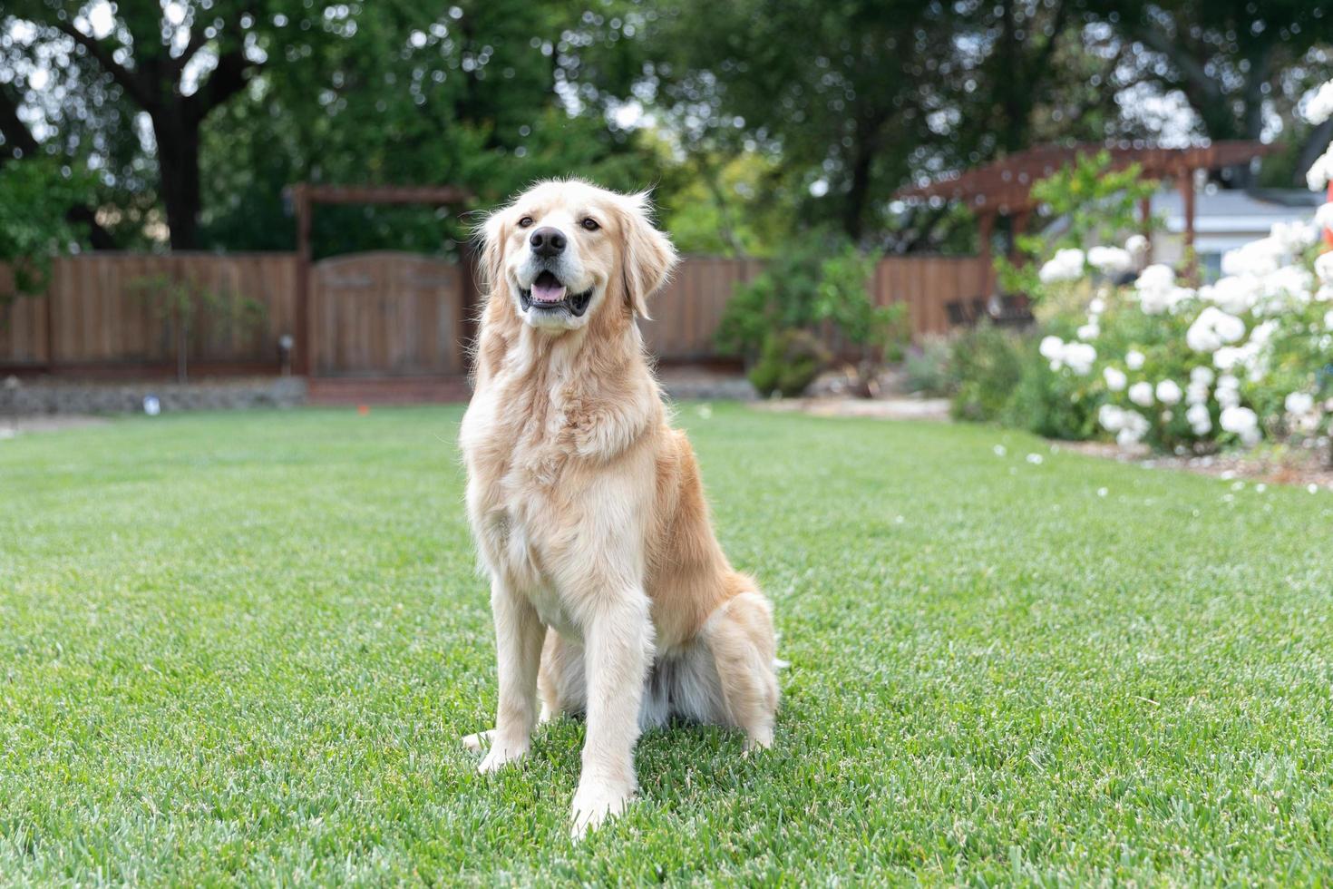 Golden Retriever standing in the grass outdoors photo