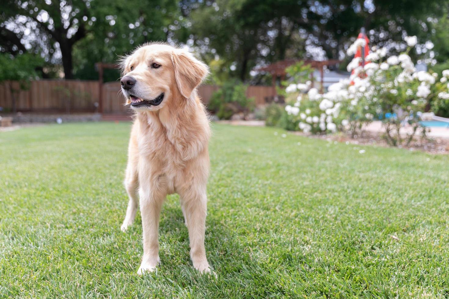 Golden retriever de pie en la hierba foto